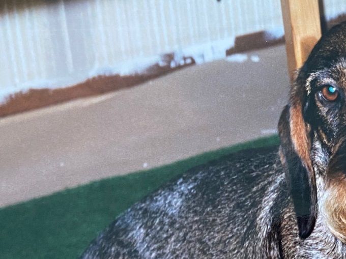 Vår första tax SALLY från Uggletorpet’s kennel. Hon kom till oss 1997.
En underbart trevlig och modig tax. Fantastiskt psyke och päls.
Hon hjälpte husse många gånger i älgskogen och var mattes ögonsten.