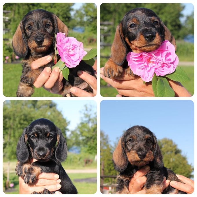 Pippi-Lotta-Rasmus-Emil (Alla reserverade)
6veckor 5dgr